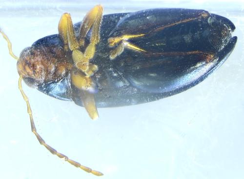 Réf. 336 087 : Psylliodes chrysocephala